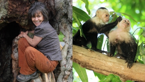 Little girl being punched in face by an angry monkey after taunting him with food