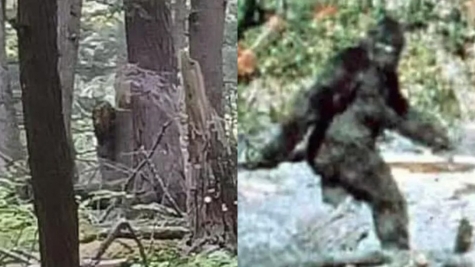 Camera captured Bigfoot peering around tree sparks intense debate over its authenticity