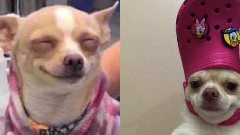 13+ pet before-and-after pics will show you how love can change their appearance