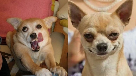 13+ pet before-and-after pics will show you how love can change their appearance