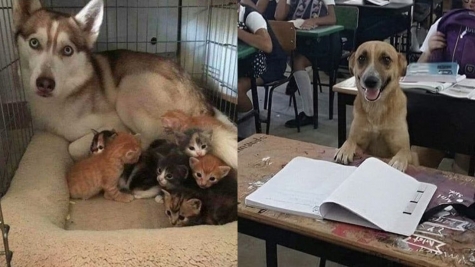 13+ pet before-and-after pics will show you how love can change their appearance