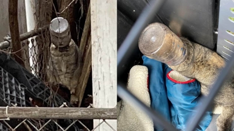 Heartbreaking moment: Poor cat with jar trapped on head was spotted walking around town