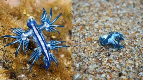 Numerous highly venomous deep-sea creatures washed up on a beach