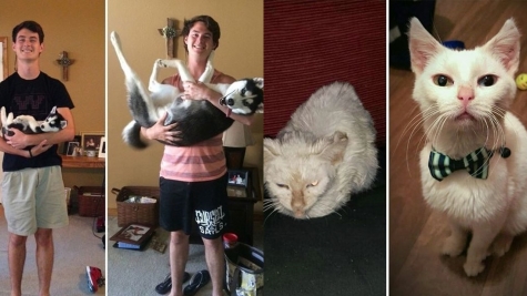 14+ pets who don't know how silly they are through the human camera