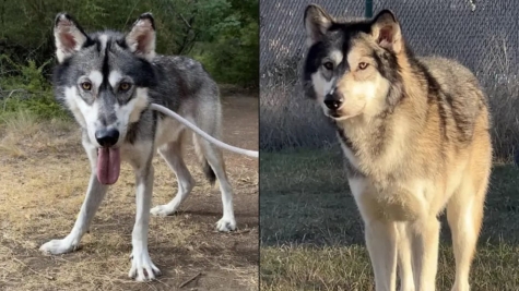 8-month-old dog was found desperately lying on snow amid an arctic storm