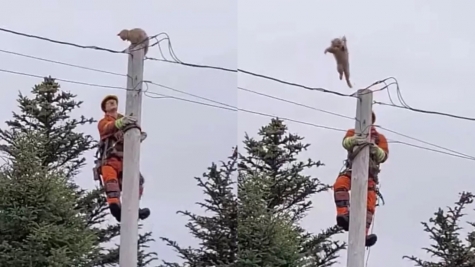 Woman rushes into middle of road to save kitten stuck on highway