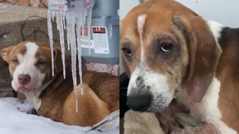 8-month-old dog was found desperately lying on snow amid an arctic storm