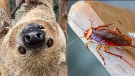 Zoo leaves visitors fascinated by allowing them to name a cockroach after their ex