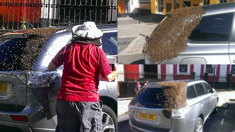 20,000 bees follow grandmother's car for two days to rescue trapped queen