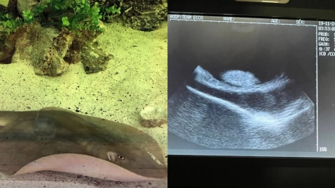 Stingray mysteriously get pregnant without partner leaving scientists confused