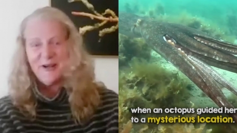 Diver stunned as octopus grabs her hand to lead her to hidden treasure