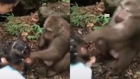 Little girl being punched in face by an angry monkey after taunting him with food