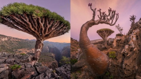 'Most alien-looking place' features peculiar plants and animals found nowhere else on Earth