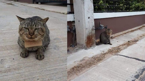 These 3 cats went viral after causing human headache with their reckless behaviors