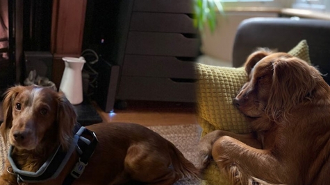 Blind dog rescued from the streets finally finds his forever home