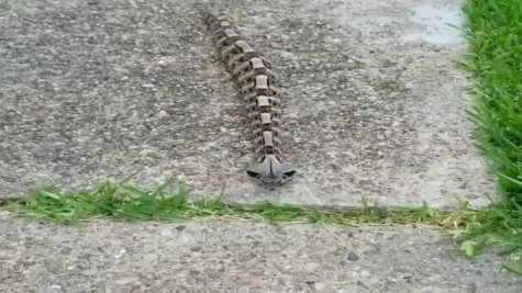 The gaboon viper: Master of camouflage and lethal precision