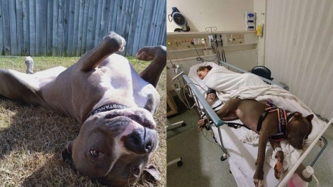 Loyal dog refuses to leave owner facing genetic challenges