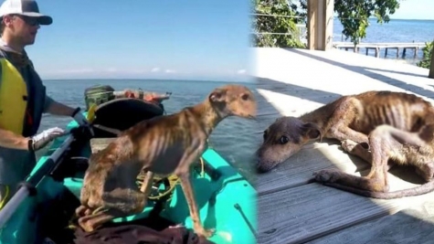 Man saved a starving dog stranded on a remote island