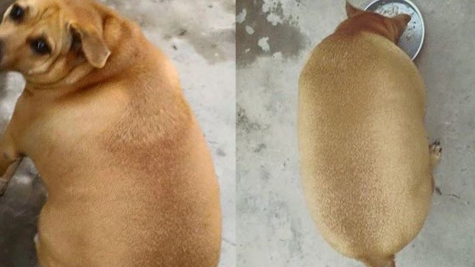 The round fat dog 