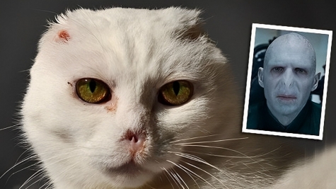 The owner abandoned the cat because of its face... the villain