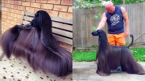 The dog is famous for its long hair that flows like a stream