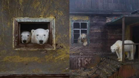 Camera captured bear taking a bath with his beloved toy in a puddle