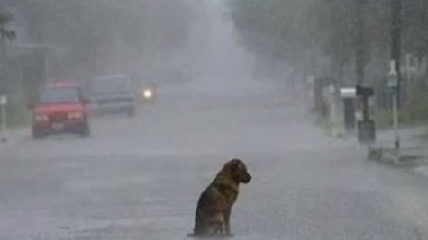 Anjing dengan kelainan bentuk pada kedua kakinya ini masih hidup bahagia setiap hari dan menjadi bintang Instagram