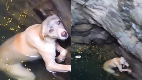 Rescue poor dog who fell into deep well in freezing weather