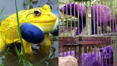The animals that embody the colors of the rainbow