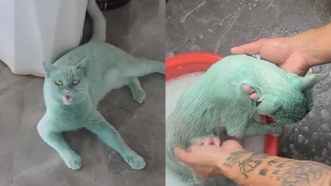 The cat playfully spilled the paint bucket in the corner, covered in green paint like the superhero hulk