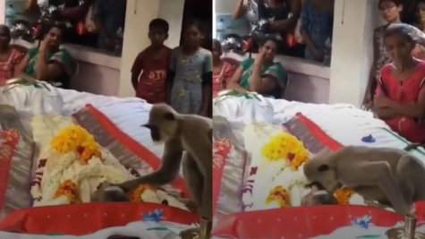 Little girl being punched in face by an angry monkey after taunting him with food