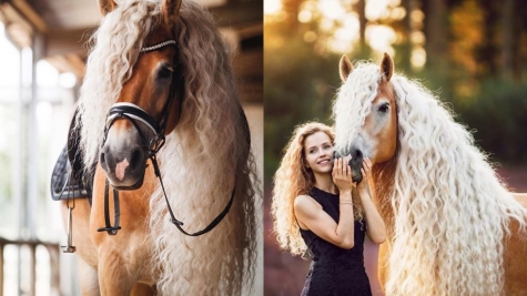 The horse has a beautiful mane, flowing like the long hair of princess Rapunzel in the clouds.