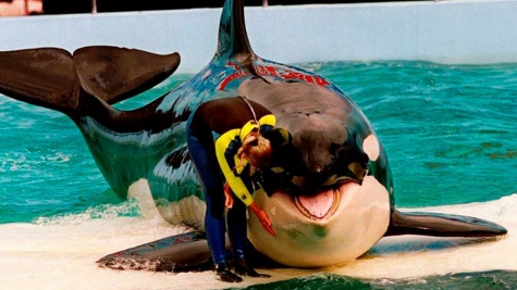 Tokitae the whale was released into the wild after spending 52 years in captivity at the Miami Aquarium