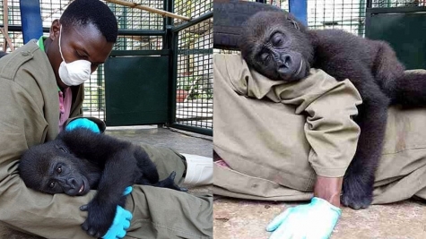 Adorable baby gorilla plays pattycake with little girl, wins hearts of millions at the zoo