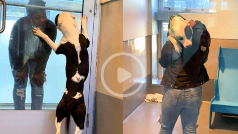 A shelter dog shows best reaction to have been reunited with his family, after thinking he had lost them forever