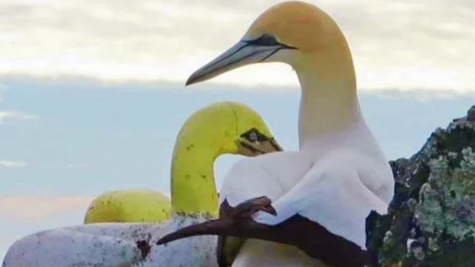 The story of world's loneliest bird: fell in love with a piece of concrete all his life because he had no friends