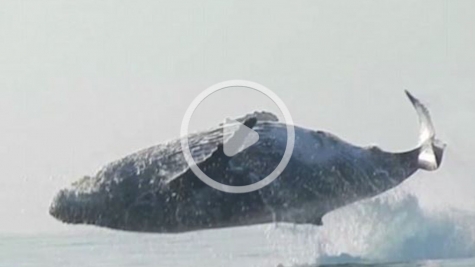 VIDEO: A 40-ton humpback whale flies completely out of the water