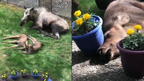 Adorable photos of moose and her calves sneaking into family cackyard