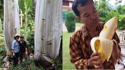 Giant banana in Papua New Guinea