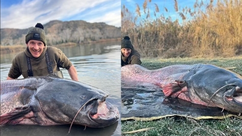 British angler accidentally catch giant catfish 