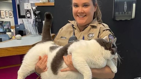 ‘Admirably gluttonous body’: 40 pound cat adopted from Virginia shelter