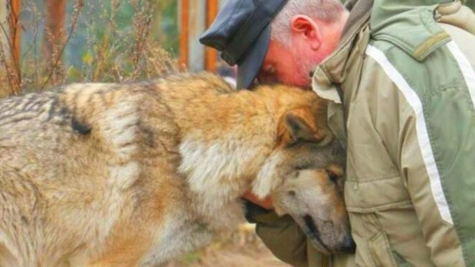 Kind forester's act of feeding a hungry female wolf, two months later three wolves thanked him