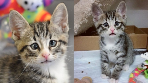 Bam, a kitten, was born with a perpetually gloomy expression on his face