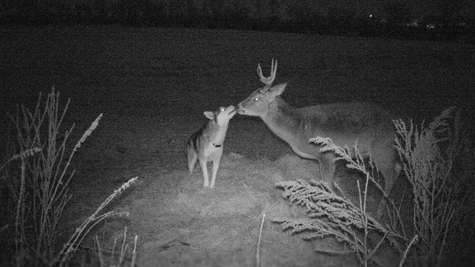  Woman's shock as a deer wanders into her home during dinner preparation