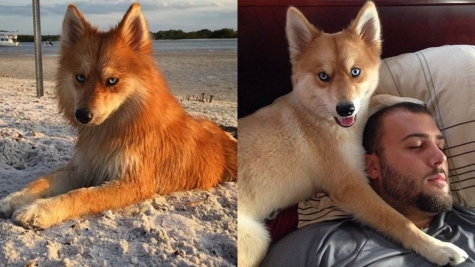 Meet Mya, a Pomeranian-Husky mix that looks like a little fox