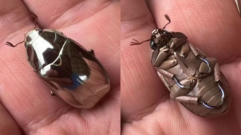 Astonishing beetle discovered: Its beauty almost too unbelievable to be true