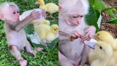 Little girl being punched in face by an angry monkey after taunting him with food