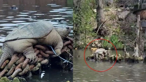 Spot giant snapping turtle 'Chonkosaurus' relaxing along Chicago waterways