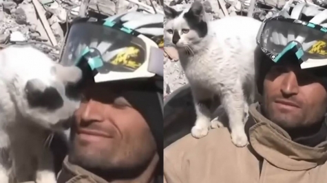 A cat rescued by a firefighter from earthquake rubble sticks by his side