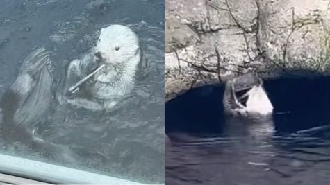 A mischievous otter picks up a visitor's dropped iPhone and repeatedly slams it against a rock